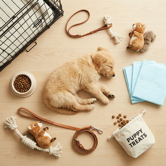 Best Dog Supplies for New Puppy Owners: Complete 2026 Checklist