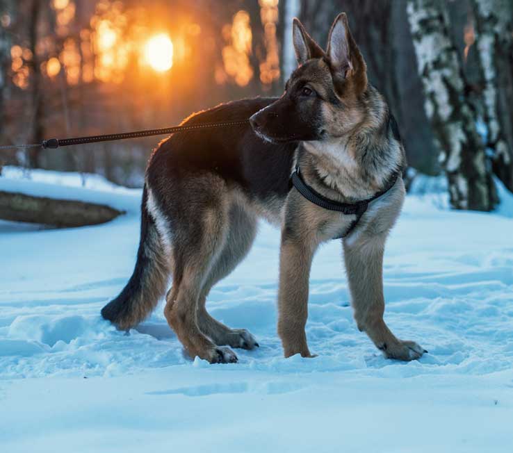 best training collar for german shepherd