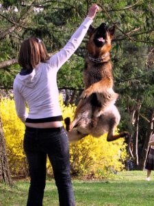 German Shepherd Training