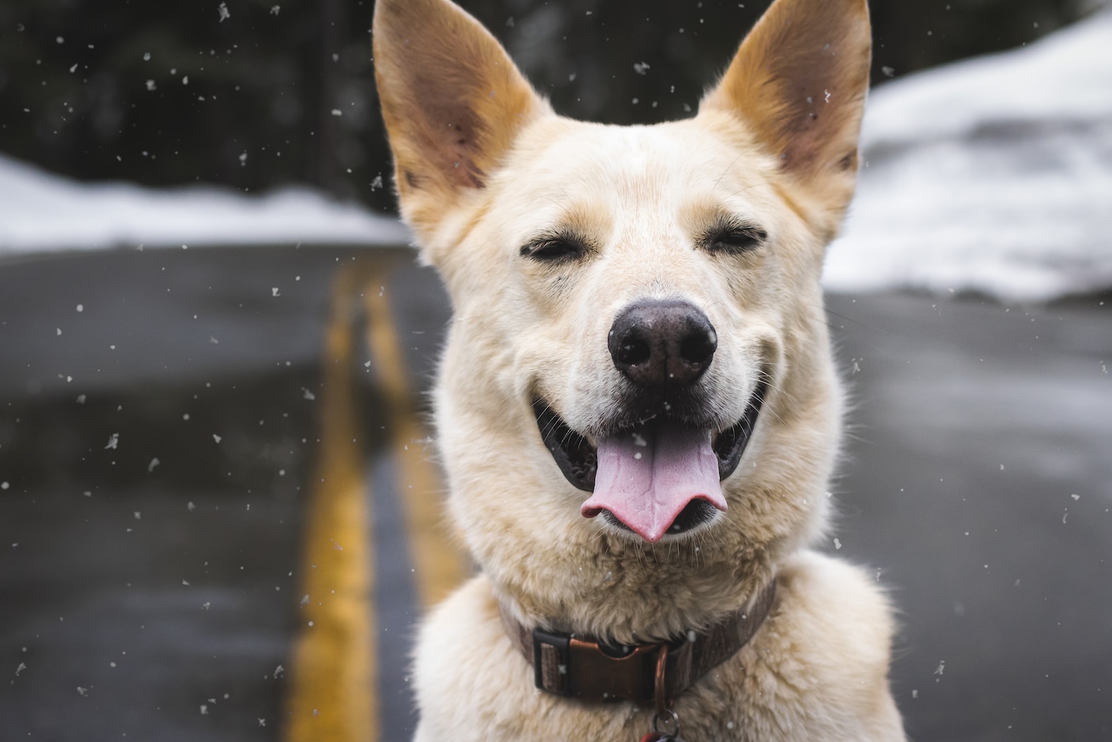 Mastering German Shepherd Training: Tips, Tricks, and Techniques for a Well-Behaved Companion