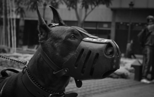 Best Muzzle for Dogs: Safely and Comfortably Restrain Your Pup with These Top-Rated Muzzles