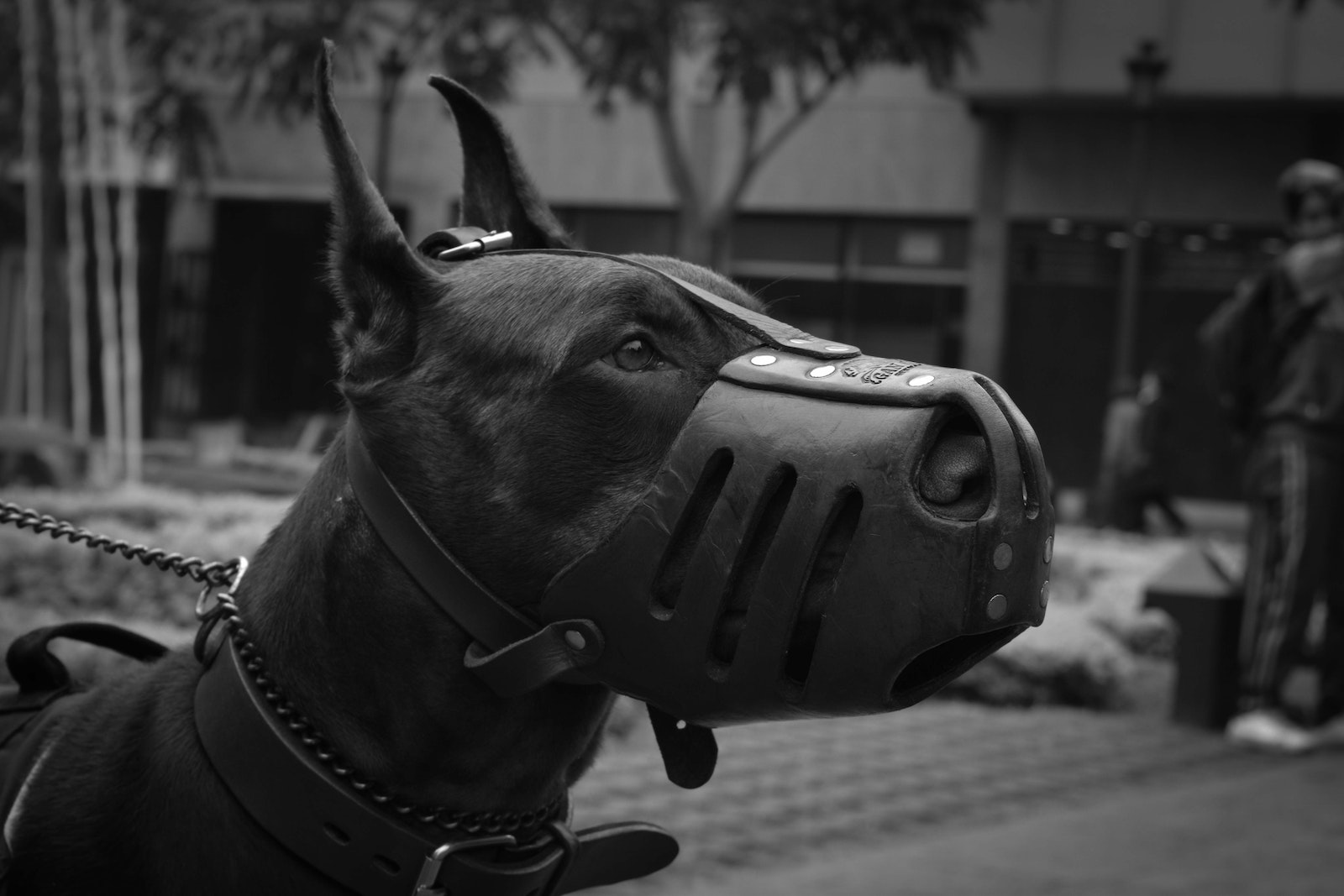 Best Muzzle for Dogs: Safely and Comfortably Restrain Your Pup with These Top-Rated Muzzles