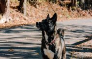 Best Bark Collar for Large Dogs: Top 5 Options in 2023