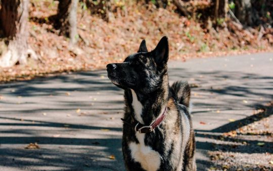 Best Bark Collar for Large Dogs: Top 5 Options in 2023