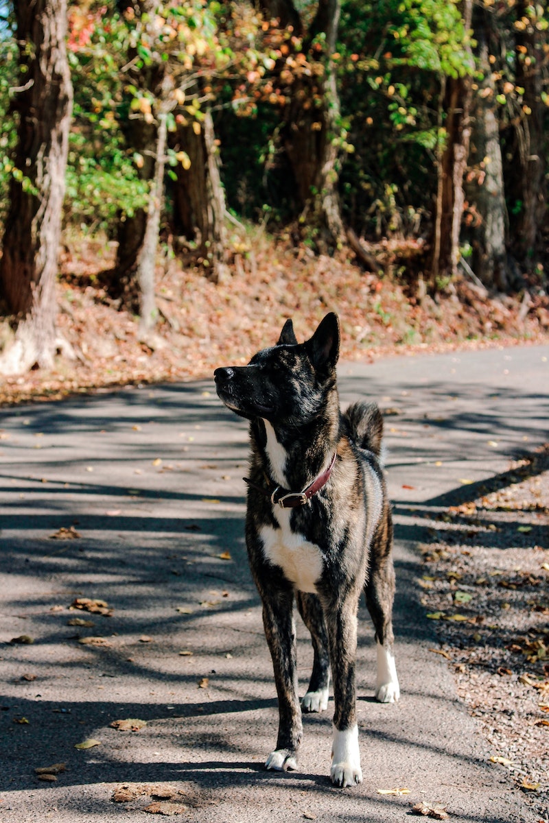 Best Bark Collar for Large Dogs: Top 5 Options in 2023