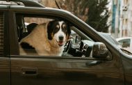 Big Dog Car Seats: A Guide to Choosing the Right One for Your Furry Friend