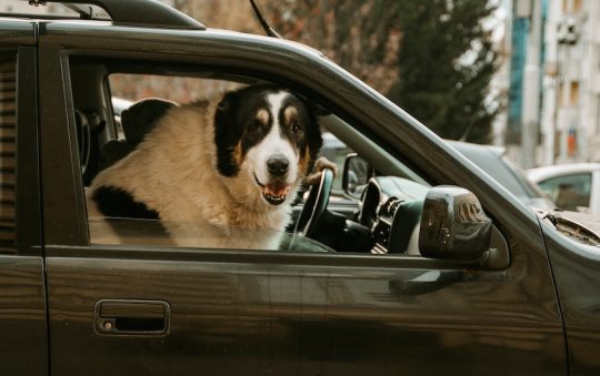 Big Dog Car Seats: A Guide to Choosing the Right One for Your Furry Friend