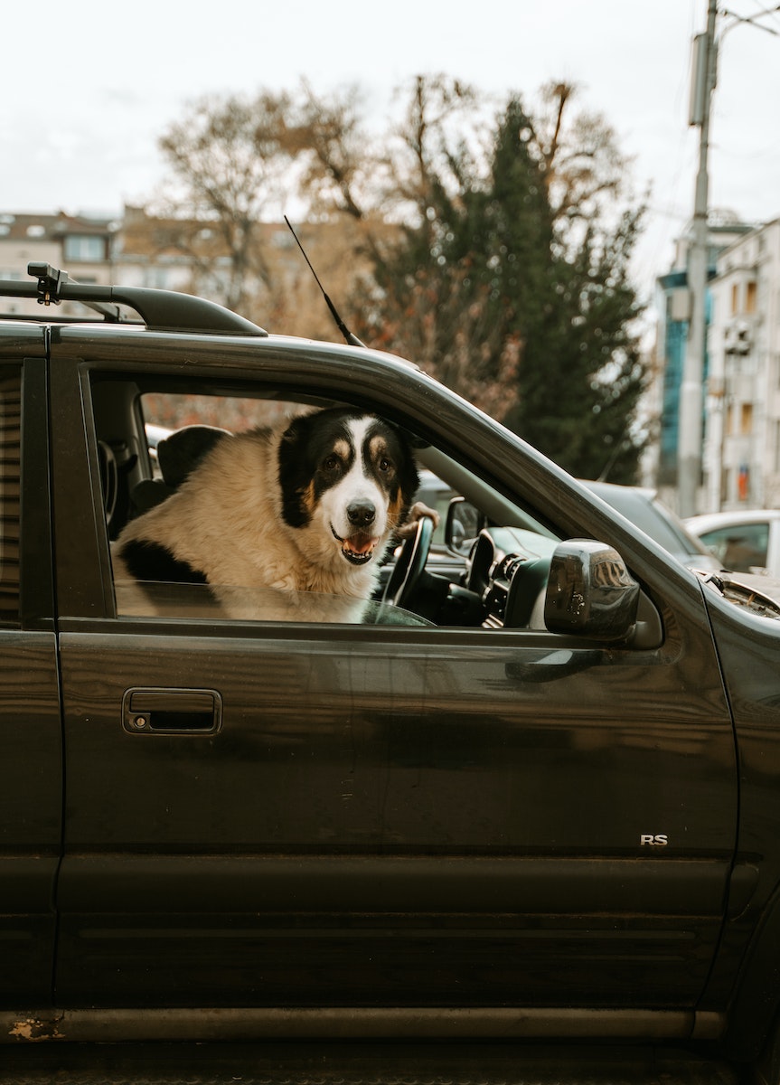 Big Dog Car Seats: A Guide to Choosing the Right One for Your Furry Friend