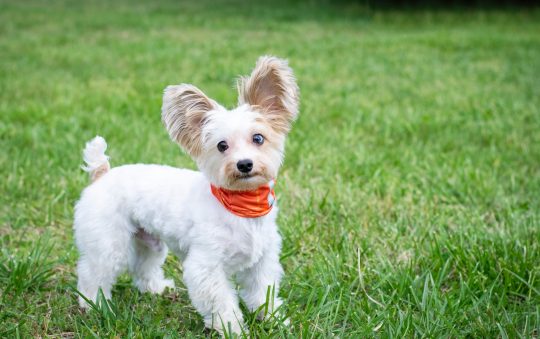 Bark Collar for Small Dogs: A Comprehensive Guide