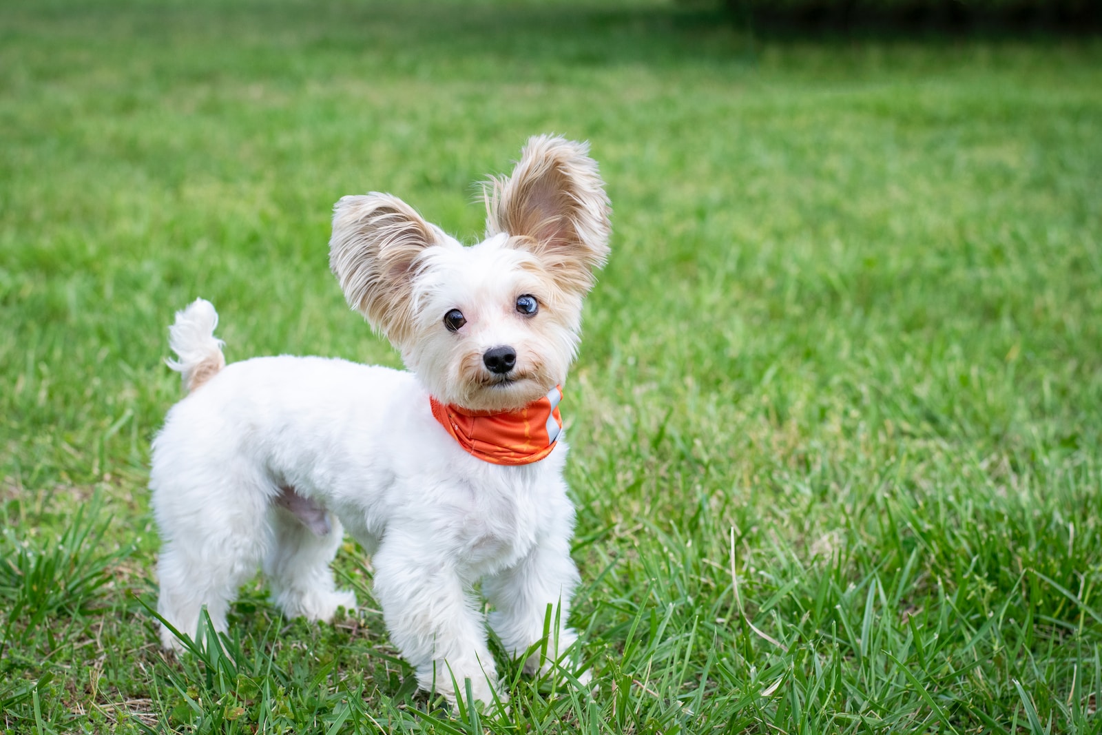 Bark Collar for Small Dogs: A Comprehensive Guide