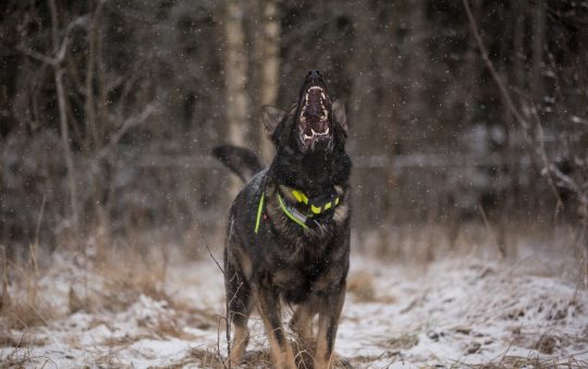 Dog Barking Control Device: Top Picks and Buying Guide