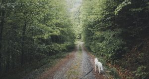 white dog walking on forest trail