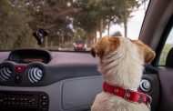 Small Dog Car Seats: Safety, Comfort, and Convenience on the Go