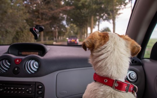 Small Dog Car Seats: Safety, Comfort, and Convenience on the Go