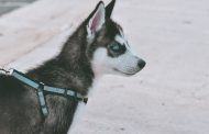 No Pull Harness: The Ultimate Solution for Dog Owners