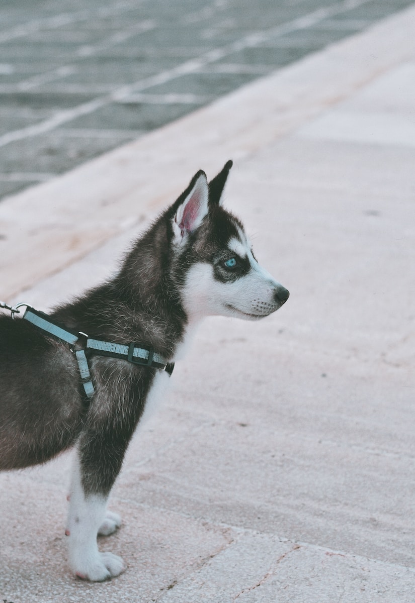 No Pull Harness: The Ultimate Solution for Dog Owners