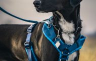 Customisable Dog Harness: The Perfect Solution for Your Pup’s Comfort and Safety