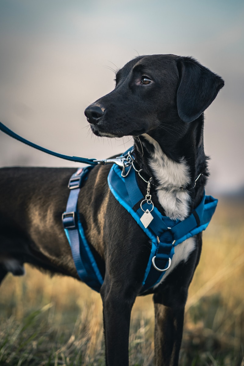 Customisable Dog Harness: The Perfect Solution for Your Pup’s Comfort and Safety