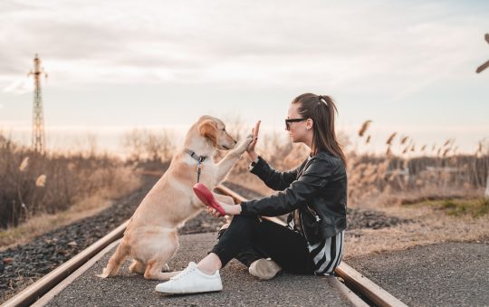 Discovering the Perfect Dog Trainer: Tips and Tricks for a Well-Trained Pooch