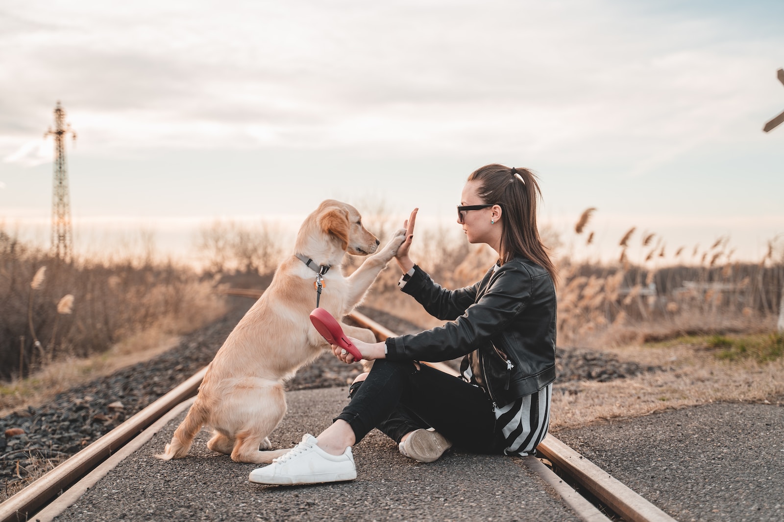 Discovering the Perfect Dog Trainer: Tips and Tricks for a Well-Trained Pooch