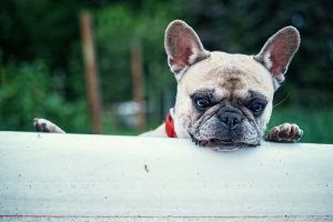 french bulldog, bath, interest