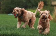 The Importance of Socialization for Dogs – Tips and Tricks