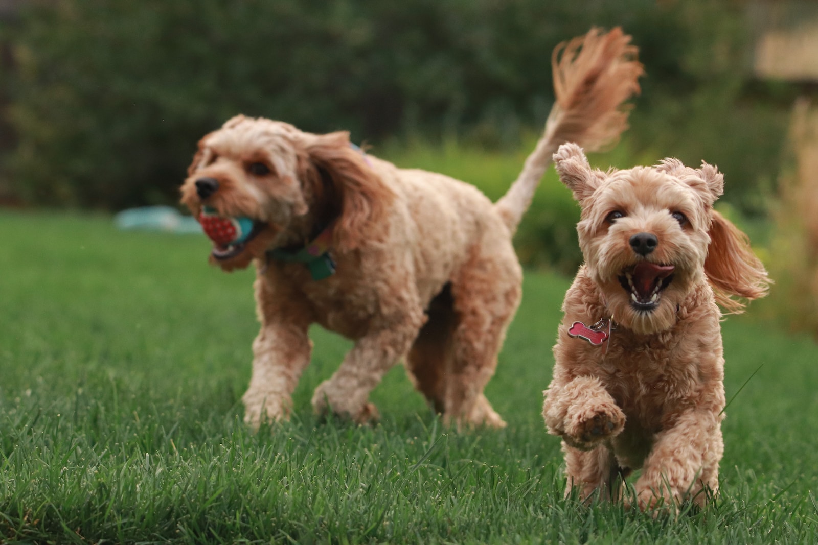 The Importance of Socialization for Dogs – Tips and Tricks