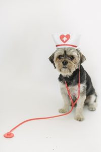 Cute funny fluffy puppy Yorkshire Terrier with toy stethoscope and medical hat against white background