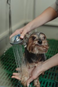 Close-up Photo of Bathing of Dog