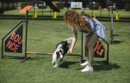Dog Training: My Personal Journey and Helpful Tips for Success