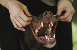 Crop owner showing teeth of purebred dog outdoors