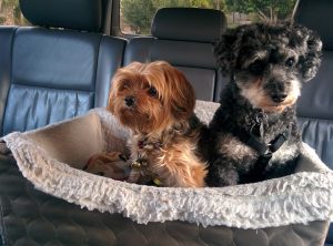 Small Dog Car Seats