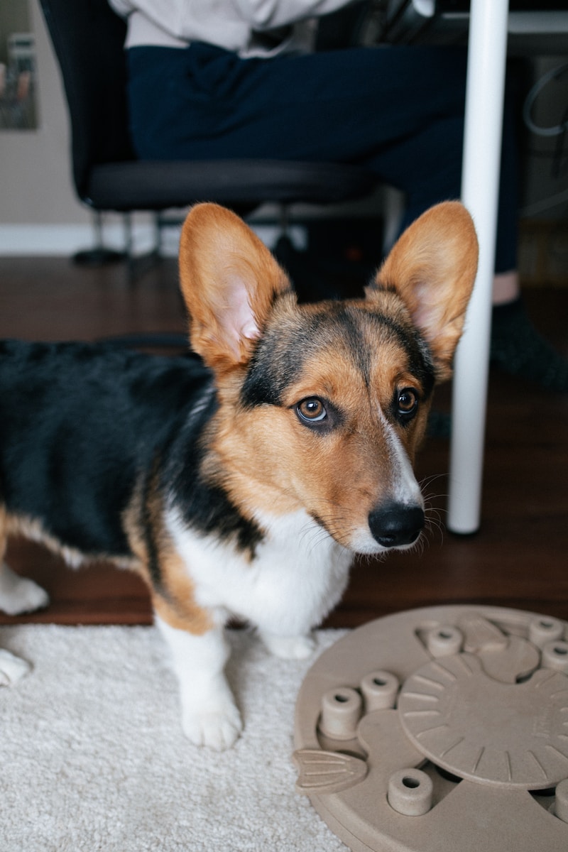 Unleashing the Power of Puzzle Toys to Stimulate Your Dogs Mind