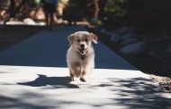 Puppy Training Basics – Housebreaking Crate Training and Basic Commands