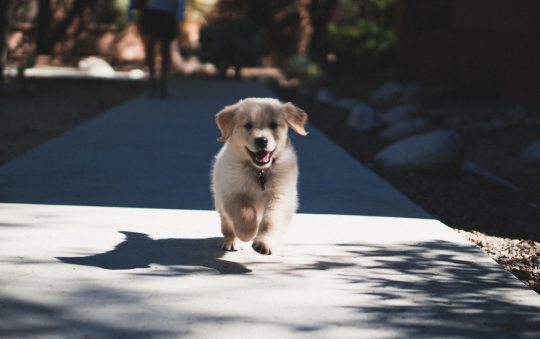 Puppy Training Basics – Housebreaking Crate Training and Basic Commands