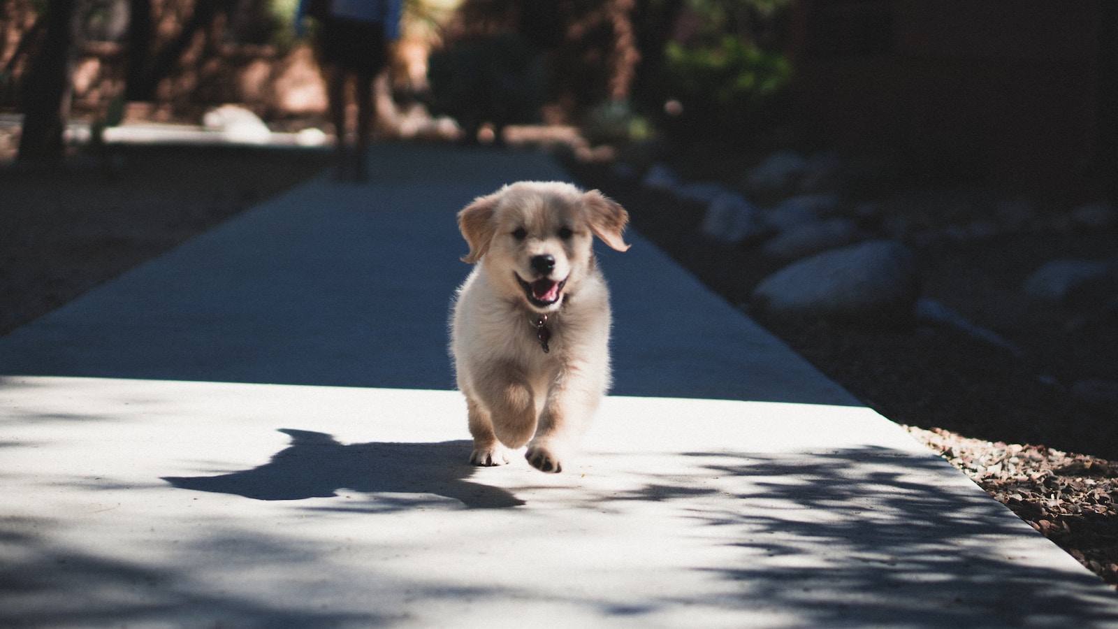 Puppy Training Basics – Housebreaking Crate Training and Basic Commands