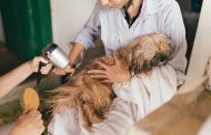 Essential Dog Grooming Tips for a Happy and Healthy Pet