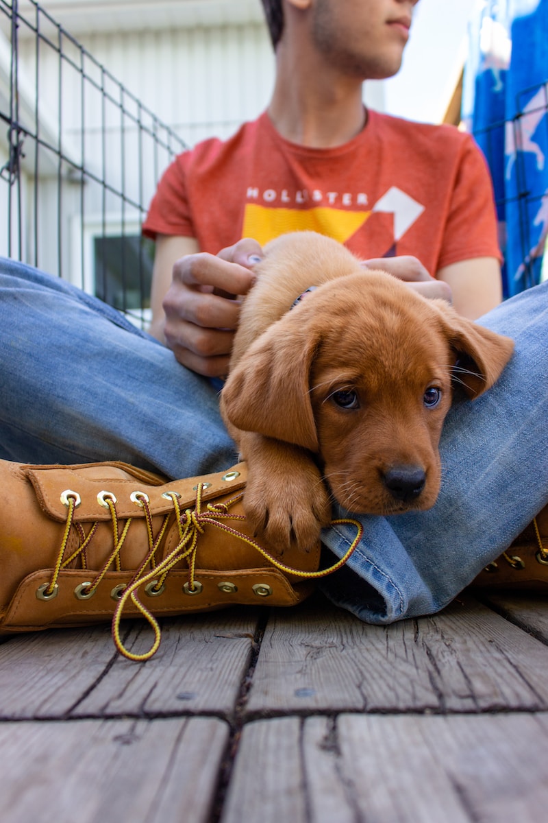 Easiest Dog Breeds To Train: Top Picks for Quick Learning