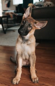 Dog Body Language -brown and black german shepherd puppy