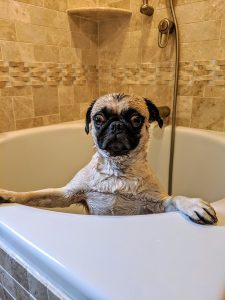 fawn pug in white bathtub - Dog Grooming