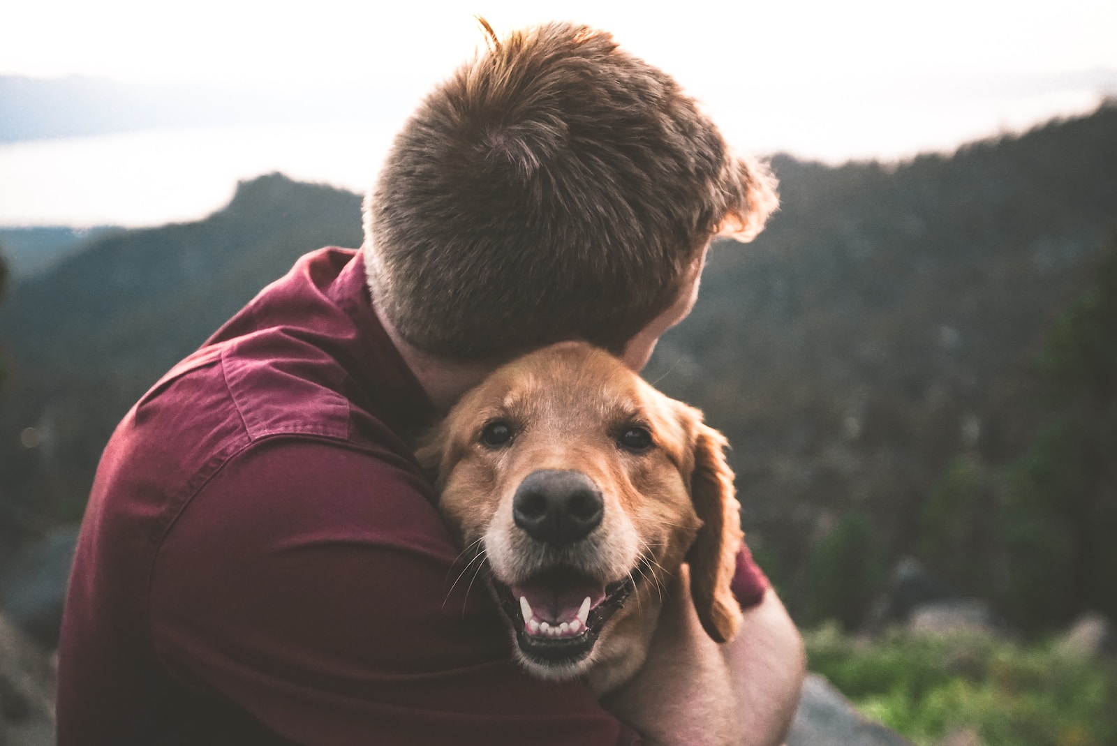 Discovering the Joys of Canine Companionship