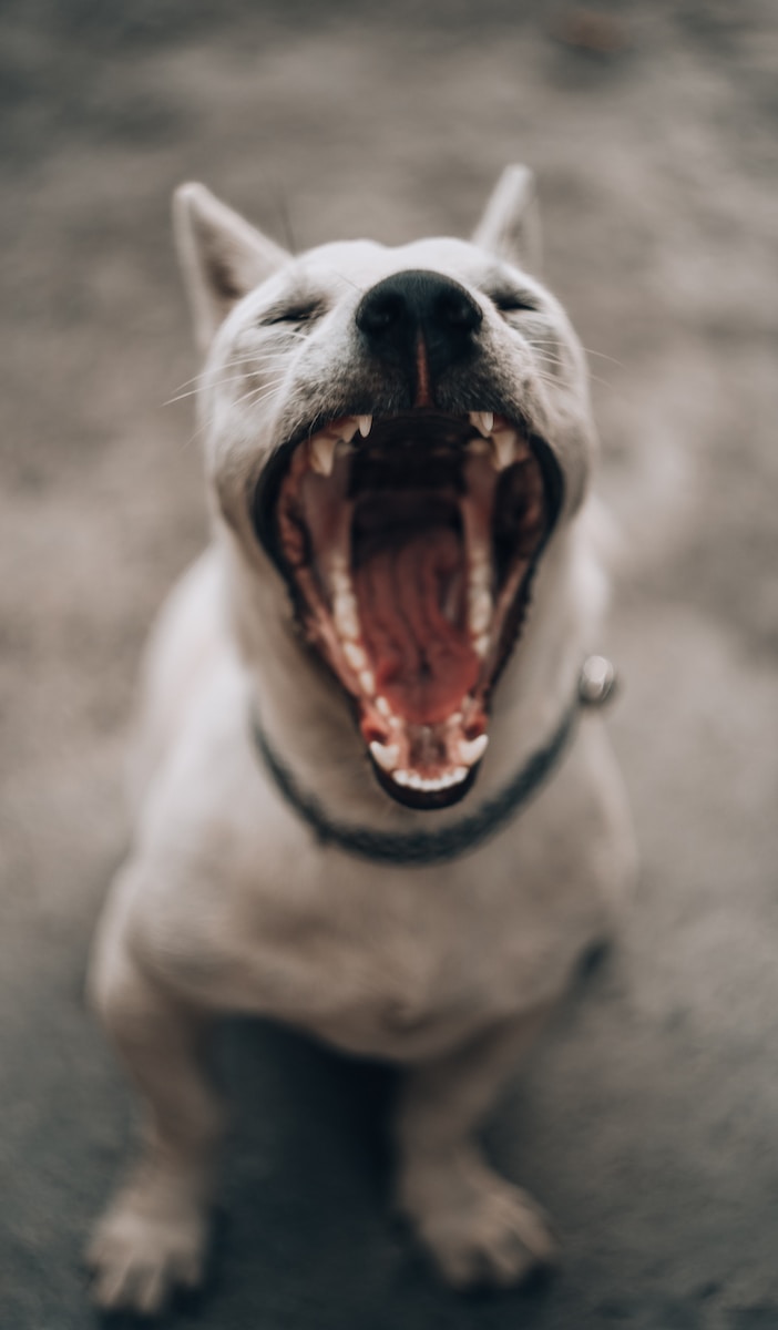 What You Need to Know About Keeping Your Dogs Teeth in Top Shape