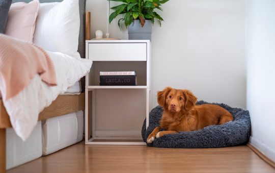 How to Choose the Right Dog Bed