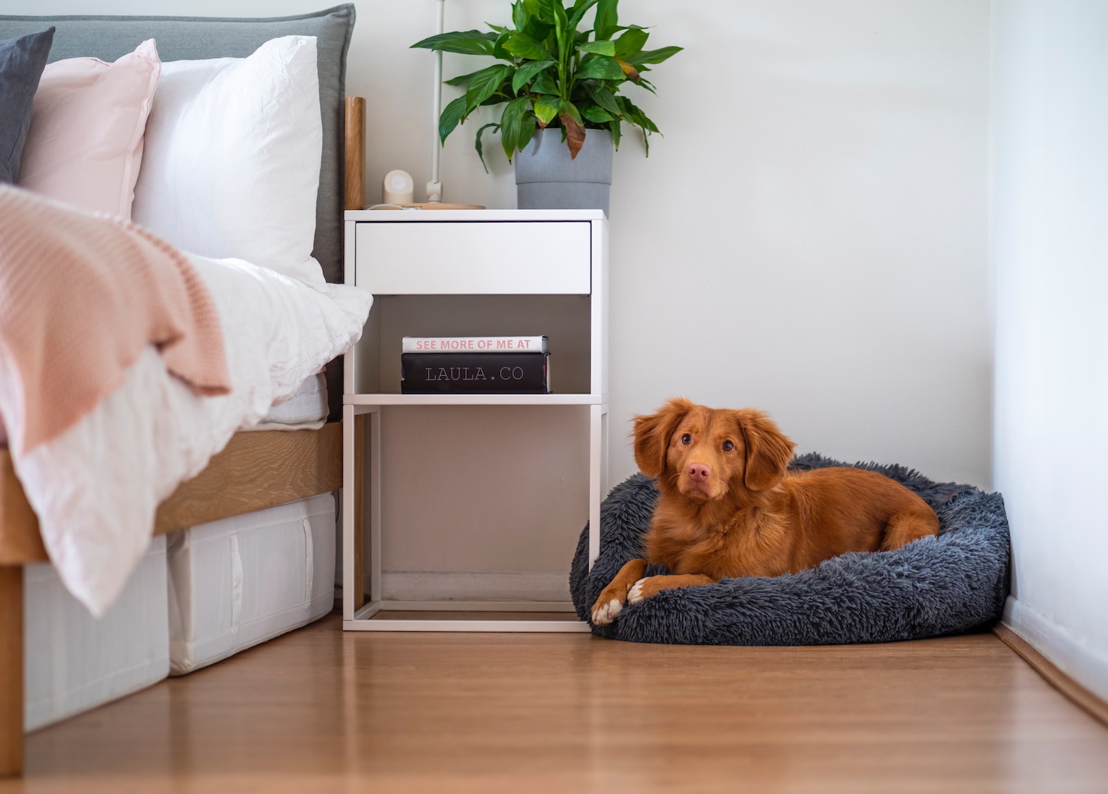 How to Choose the Right Dog Bed