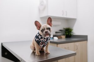 Dog Vaccine - white and black short coated dog wearing white and black polka dot shirt