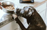 Choosing the Proper Dog Food: A Guide for Your Furry Friend’s Health