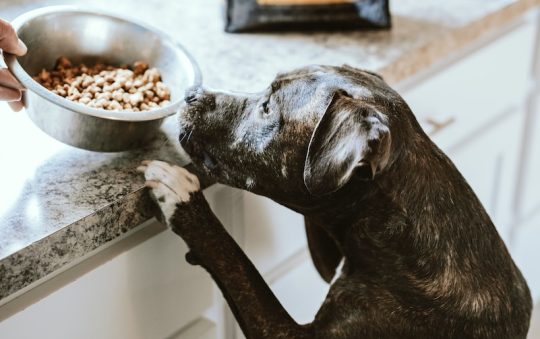 Choosing the Proper Dog Food: A Guide for Your Furry Friend’s Health