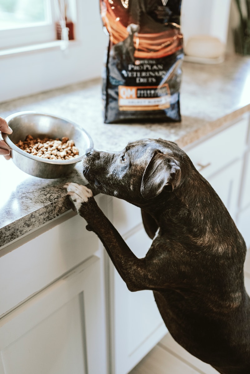 Choosing the Proper Dog Food: A Guide for Your Furry Friend’s Health