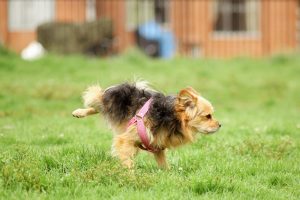 a dog running in the grass