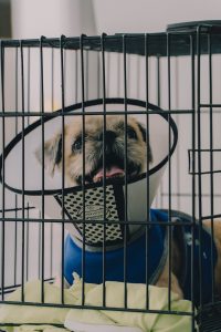 brown and white long coated small dog in black metal cage